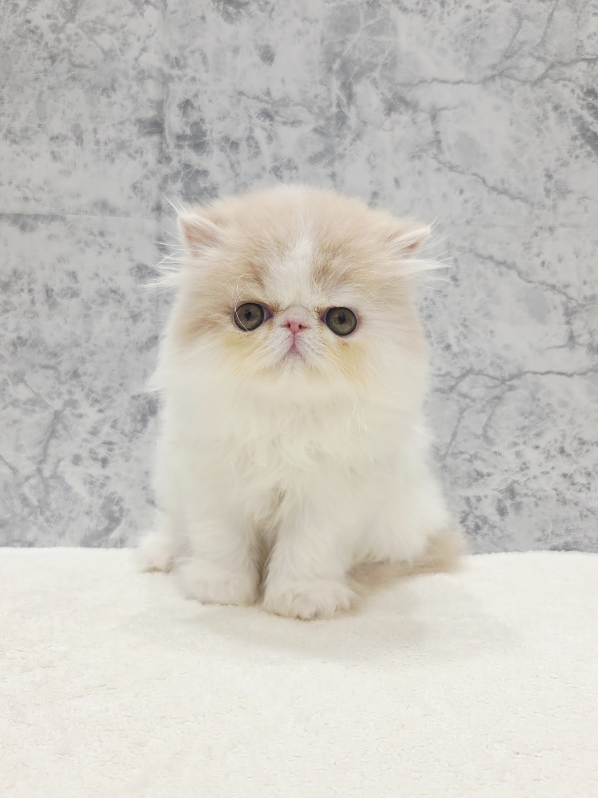 エキゾチックの写真