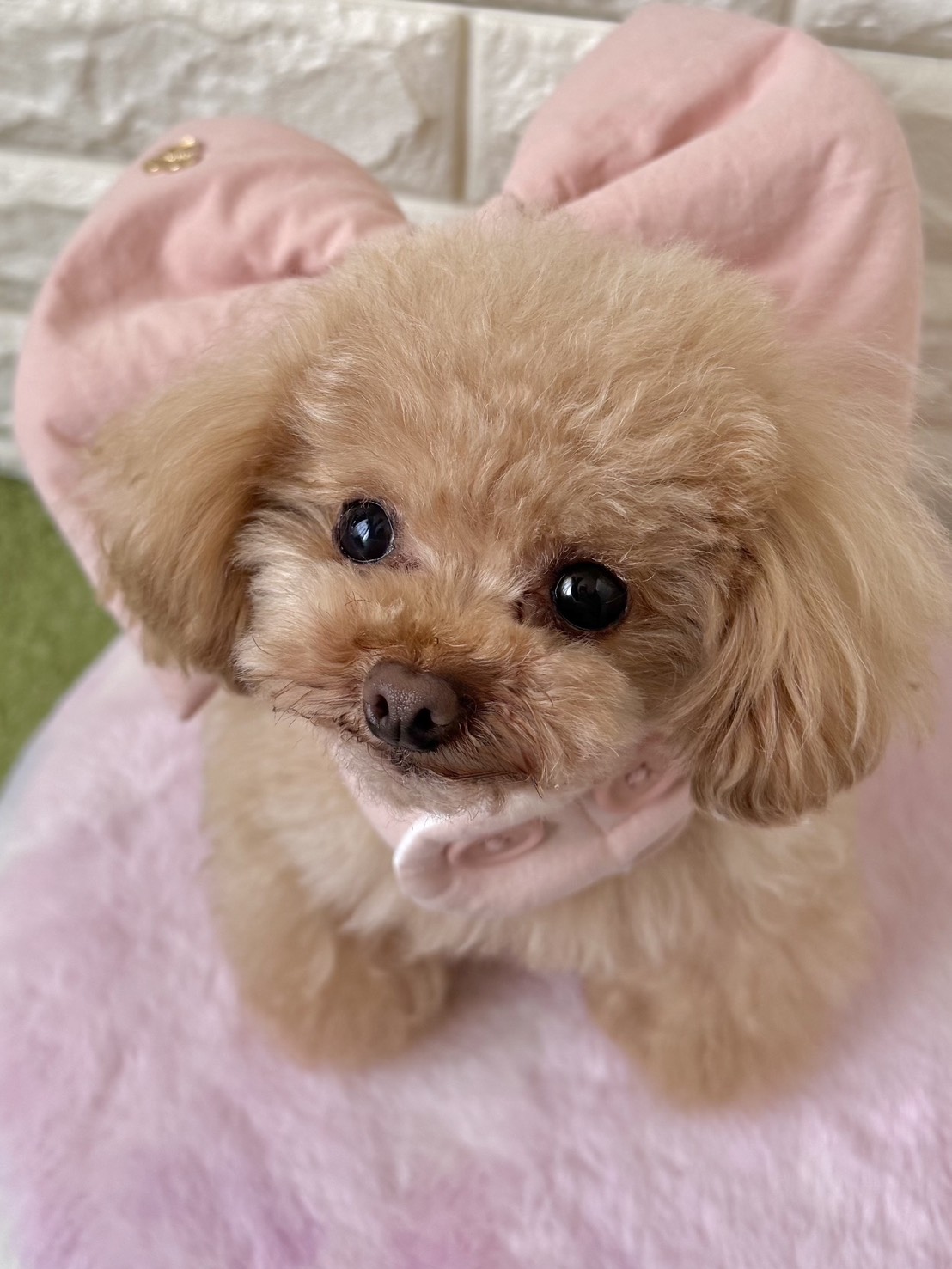 ティアラちゃん