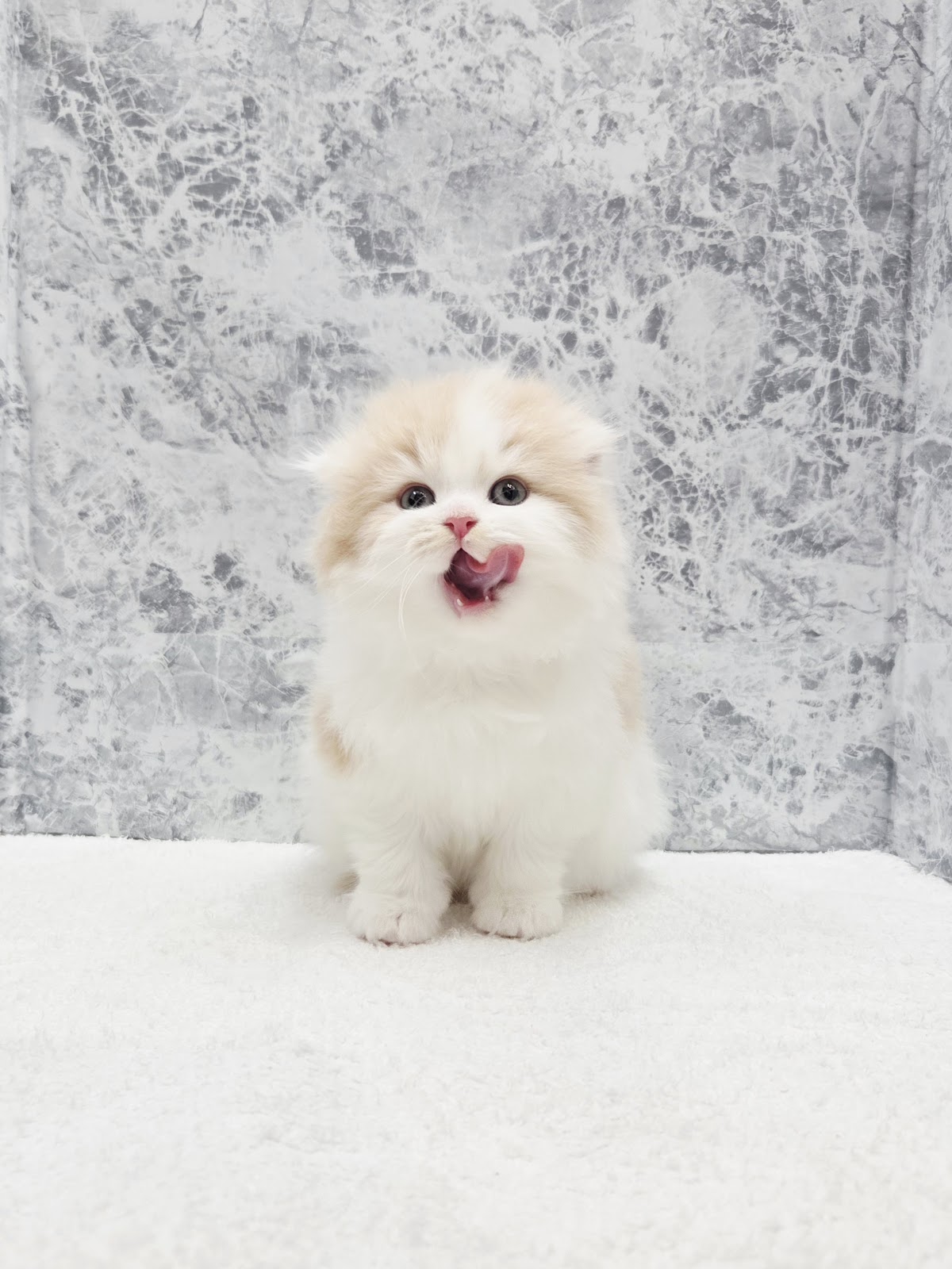 スコティッシュ・フォールドの写真3