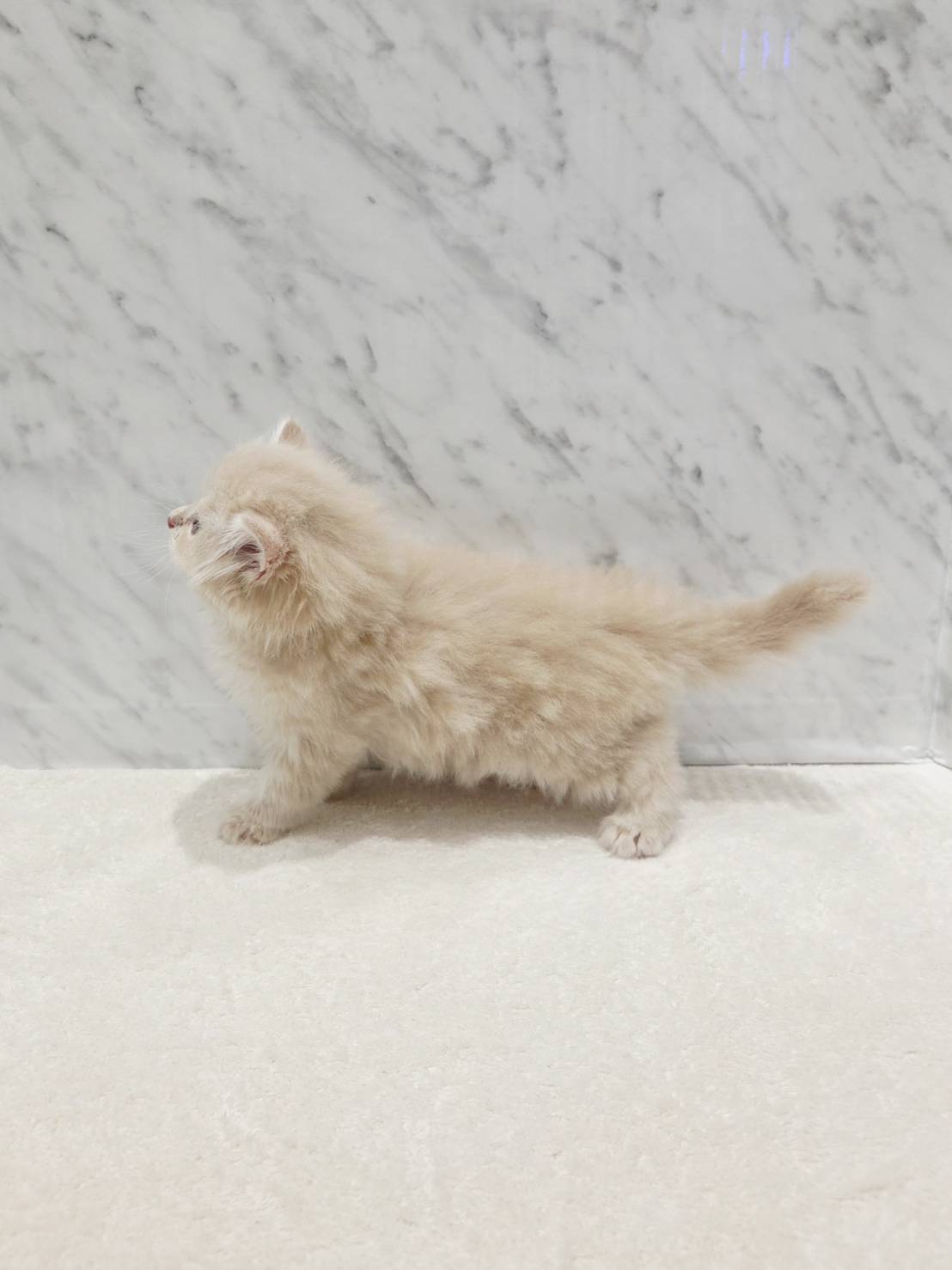ラガマフィンの写真2