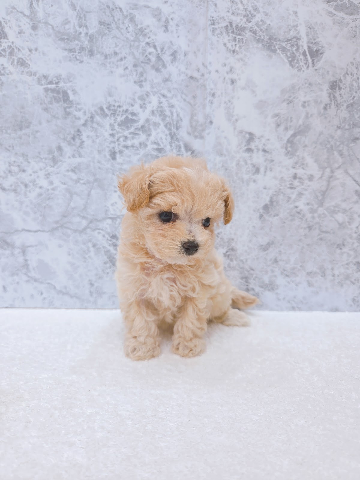 トイプードル×マルチーズの写真3