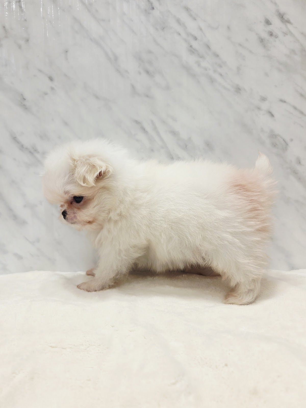 狆×マルチーズの写真2