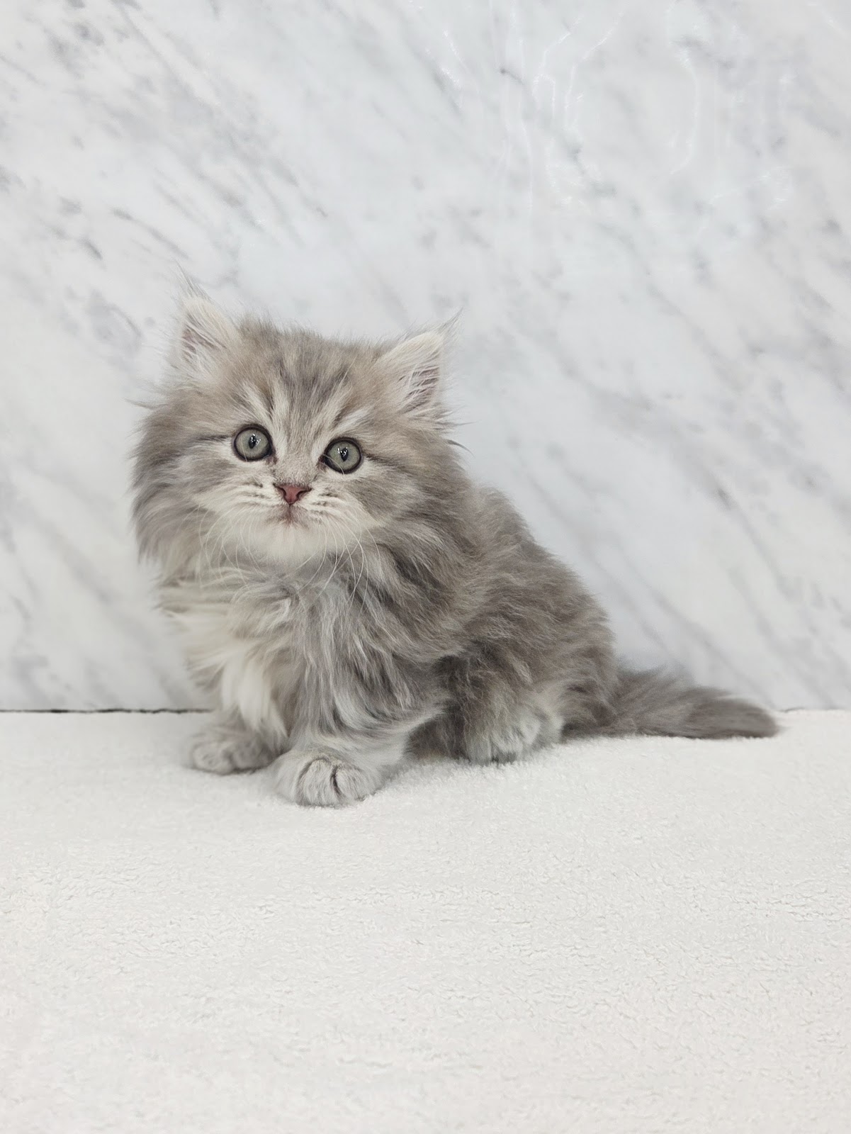 ミヌエットの写真3