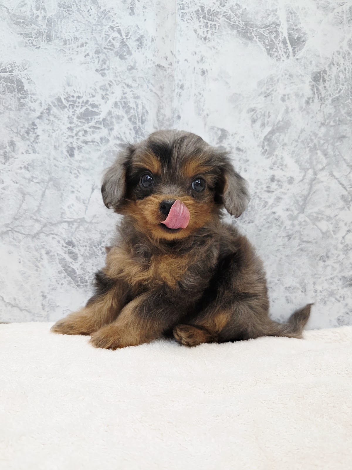 トイプードル×チワワの写真3