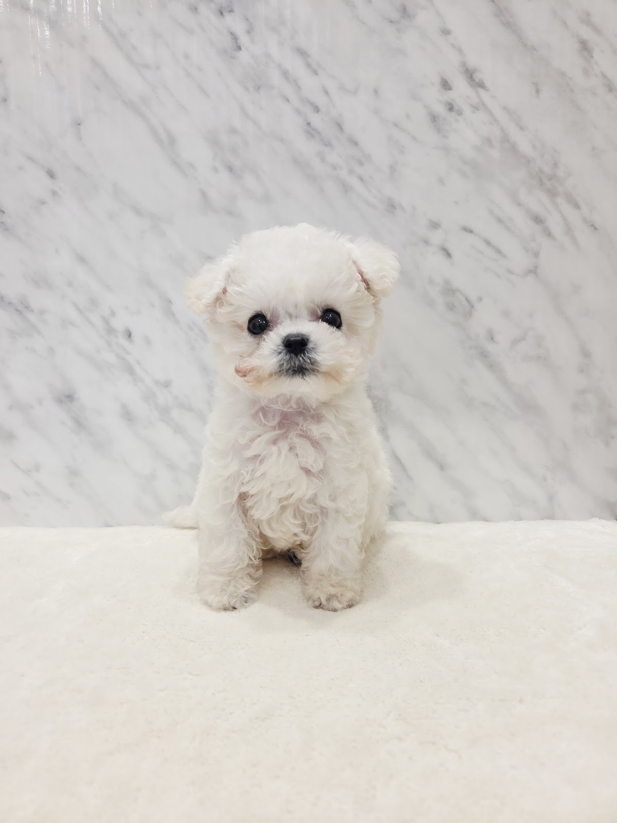 ビションフリーゼの写真