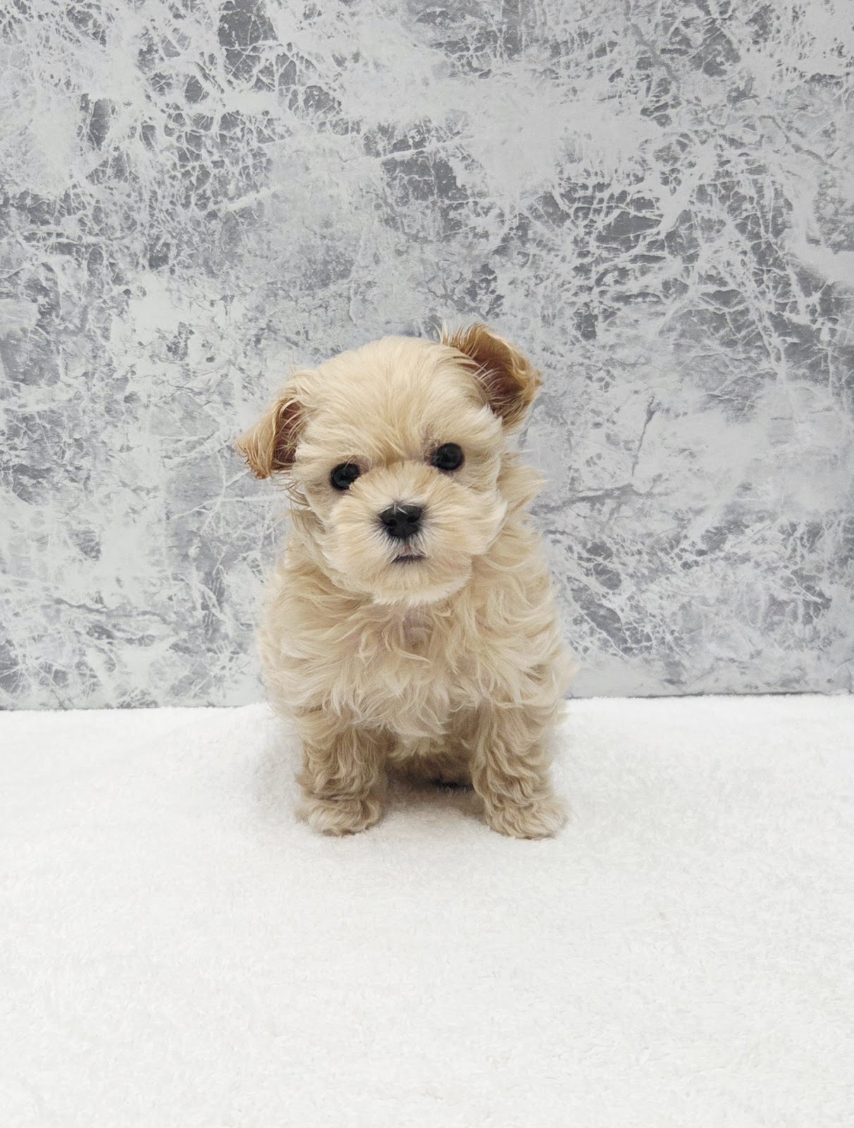 トイプードル×マルチーズの写真