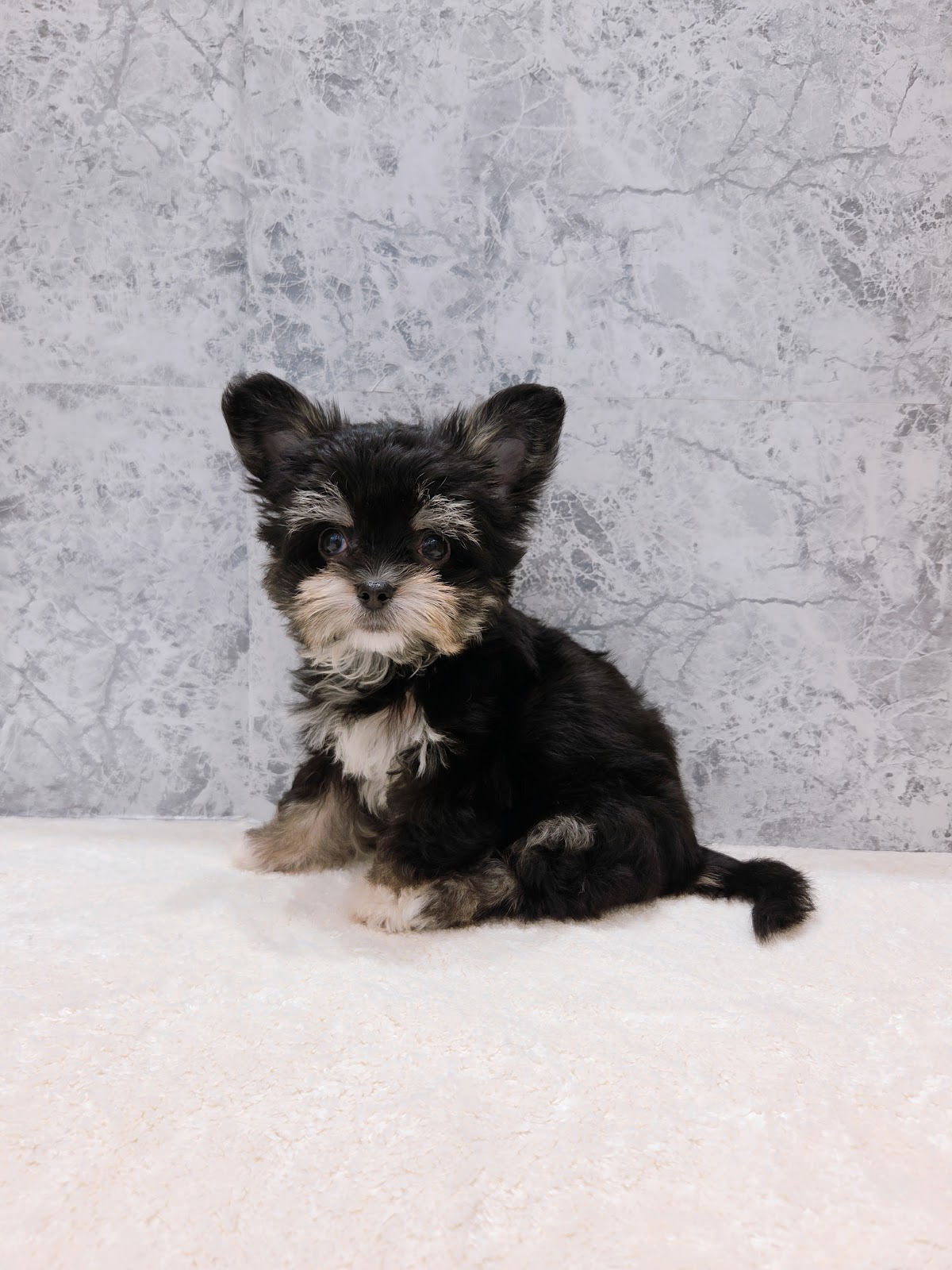 チワワ×マルチーズの写真3