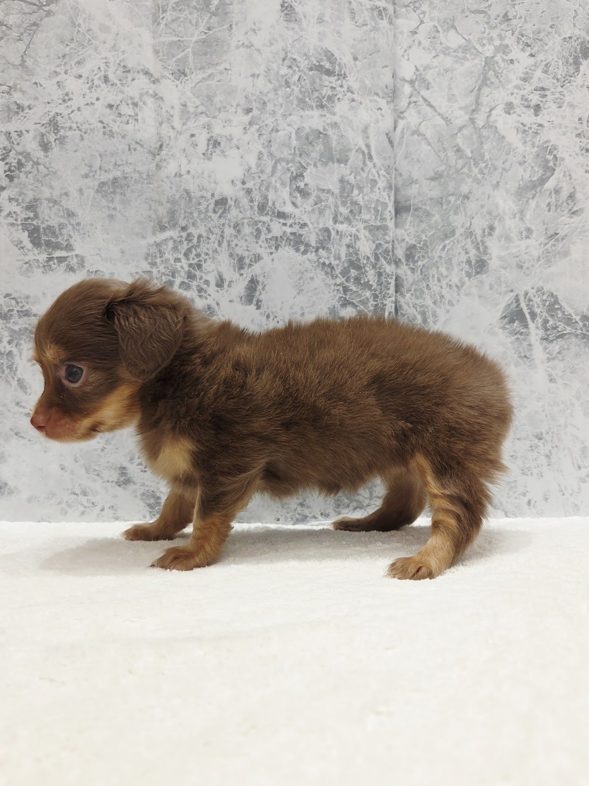 カニーヘンダックスフンド×チワワの写真2