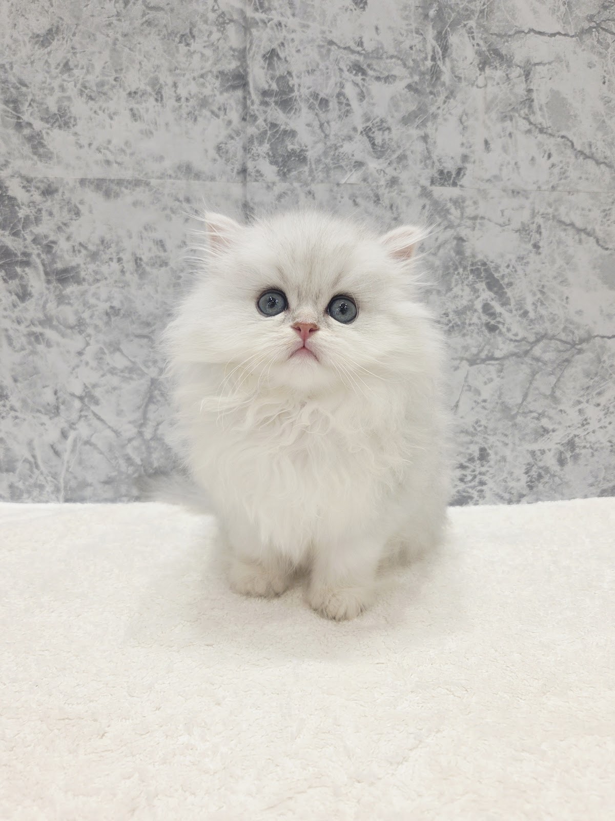 ペルシャの写真