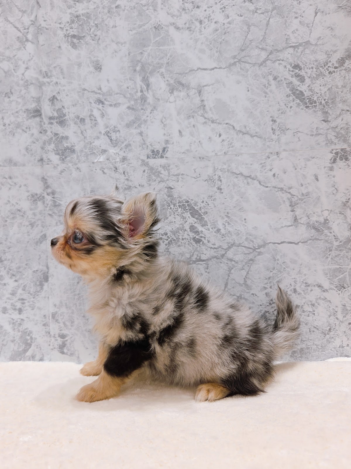 ロングコートチワワの写真2