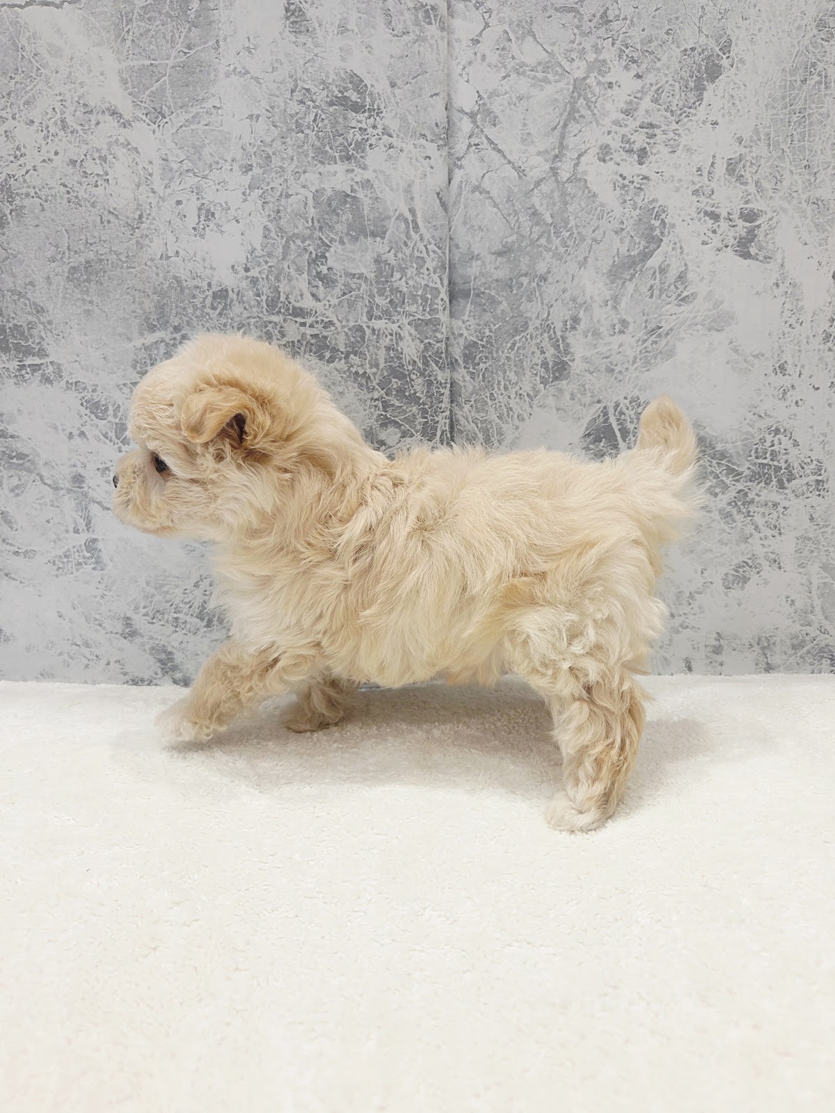 トイプードル×マルチーズの写真2