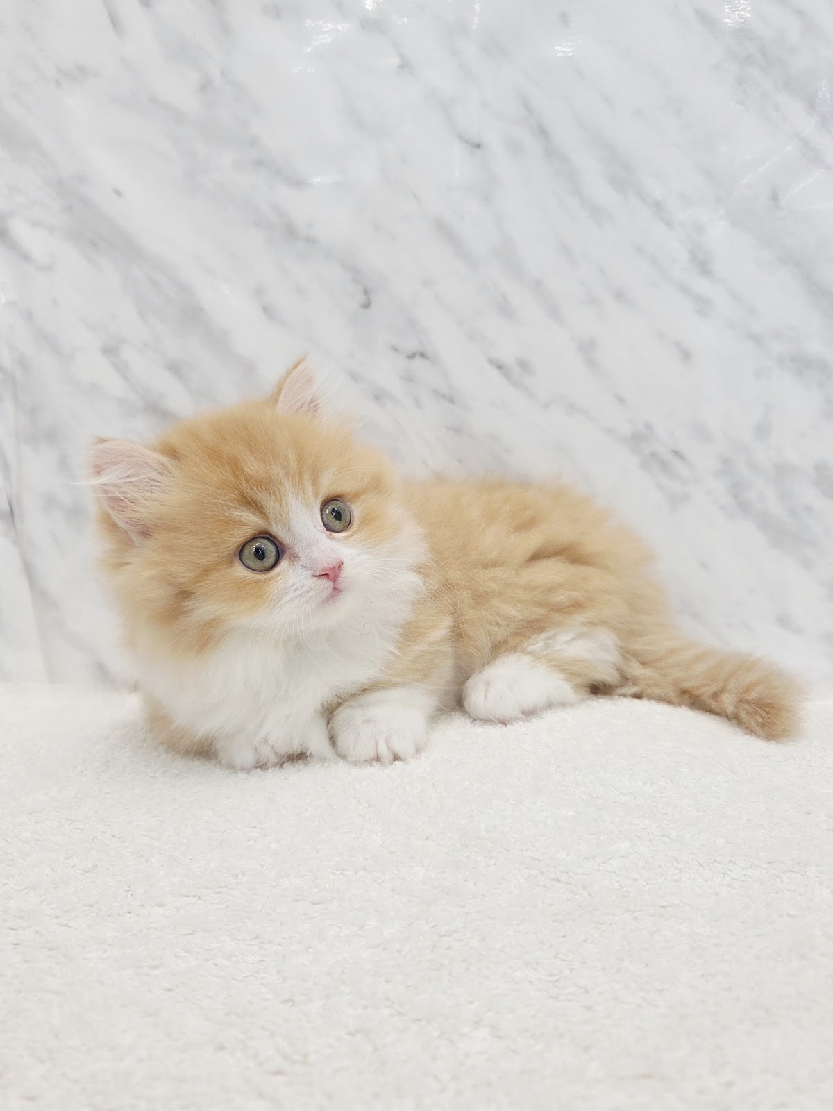 マンチカンの写真3