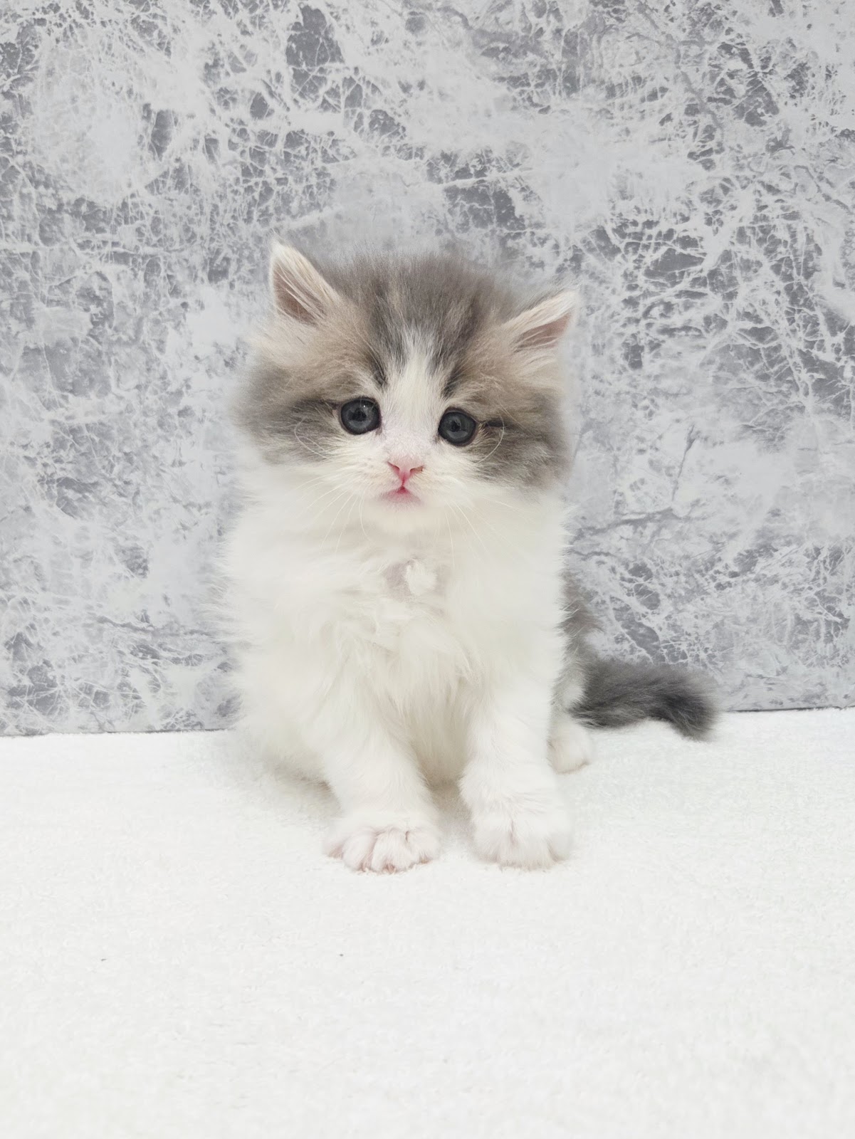 ラガマフィンの写真3