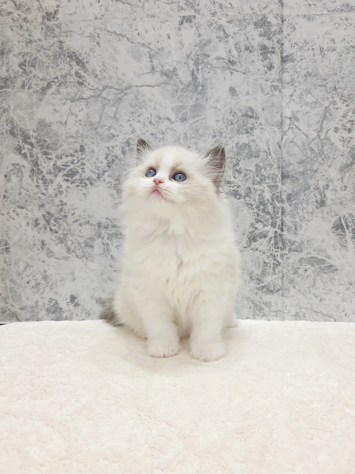 ラグドールの写真3