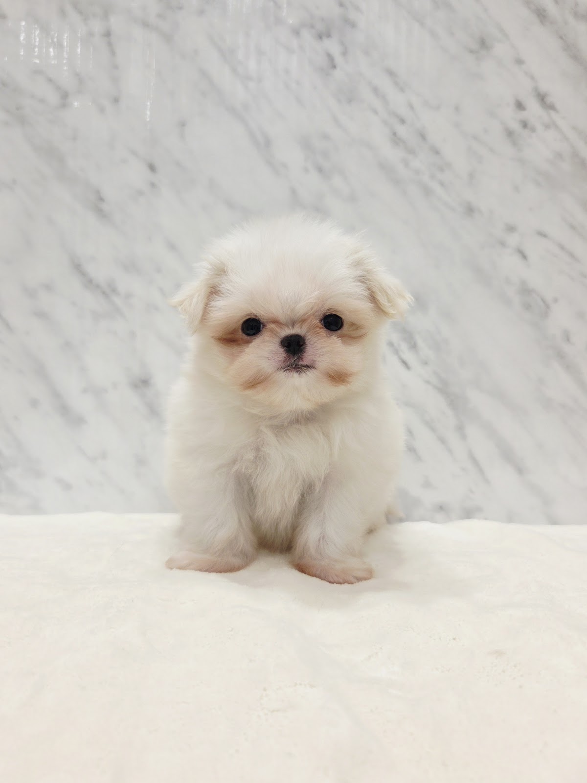 狆×マルチーズの写真1