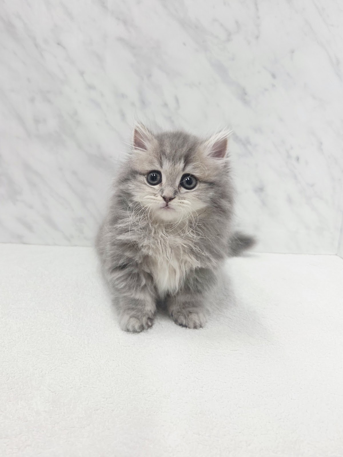 マンチカンの写真3