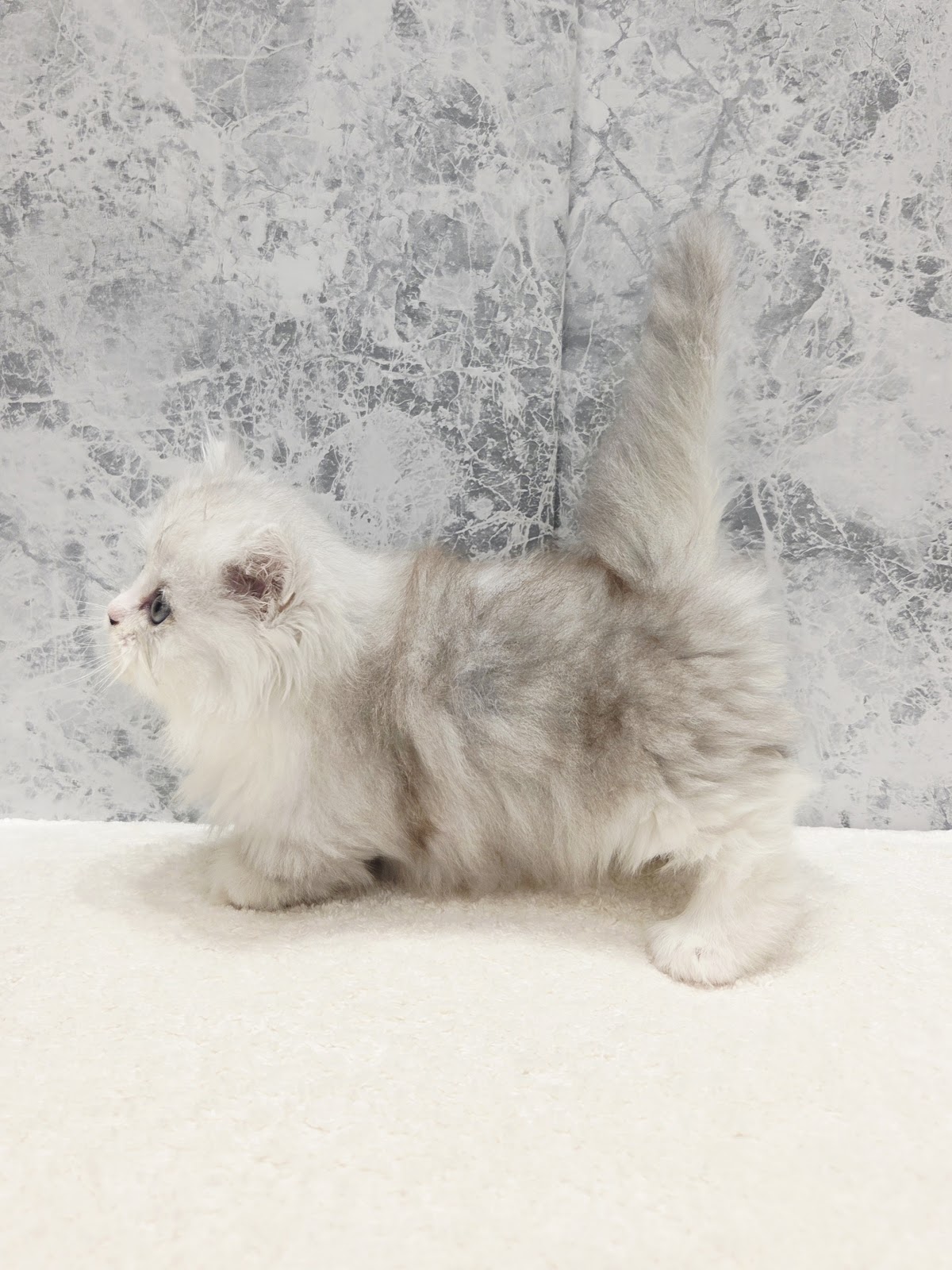 ミヌエットの写真2