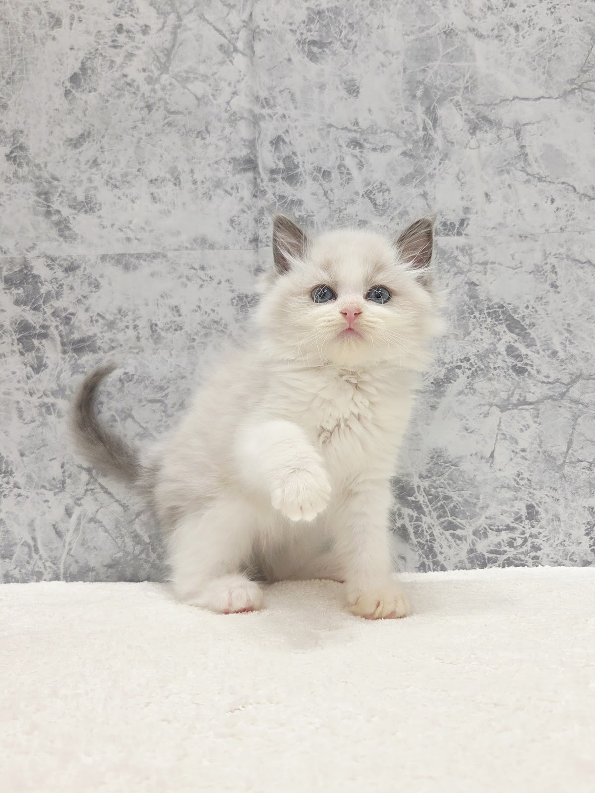 ラグドールの写真3