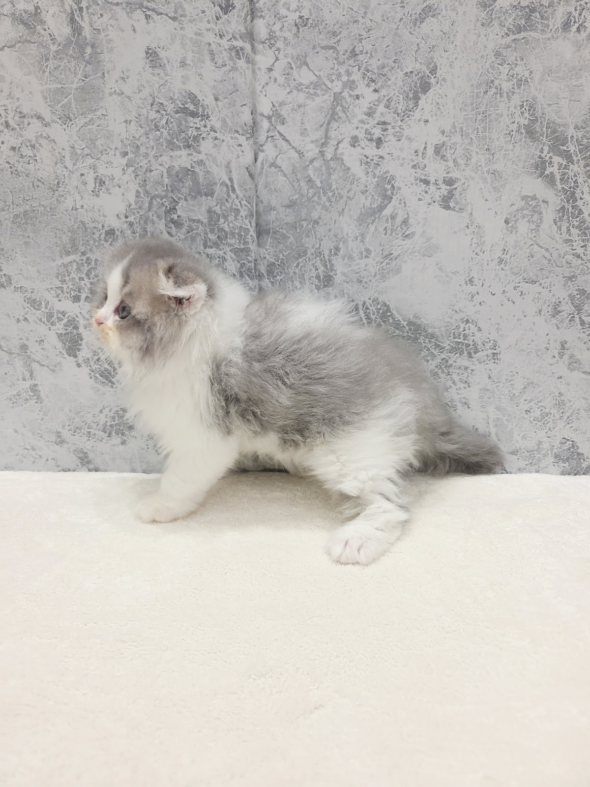 スコティッシュ・フォールドの写真2