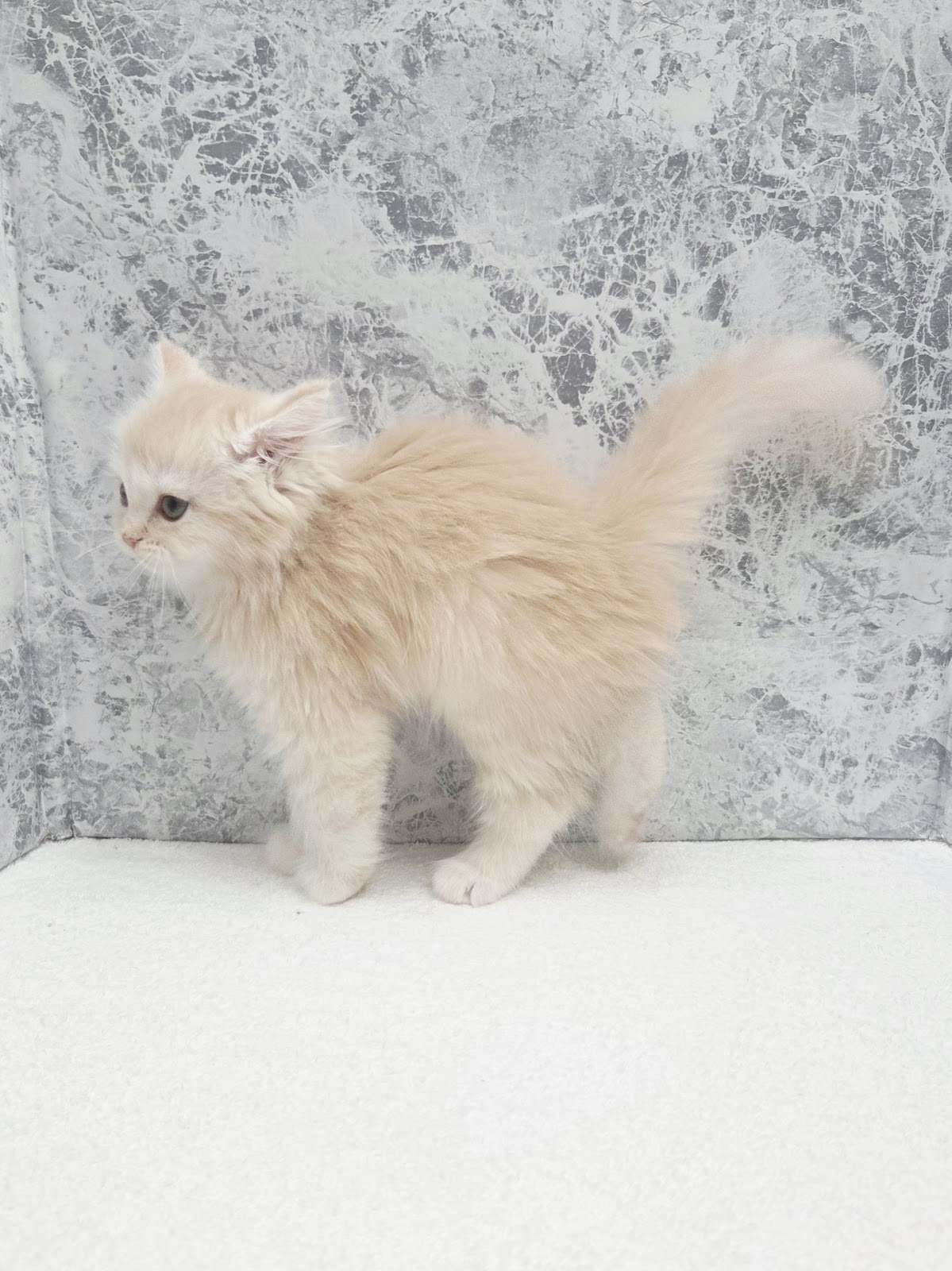 サイベリアンの写真2