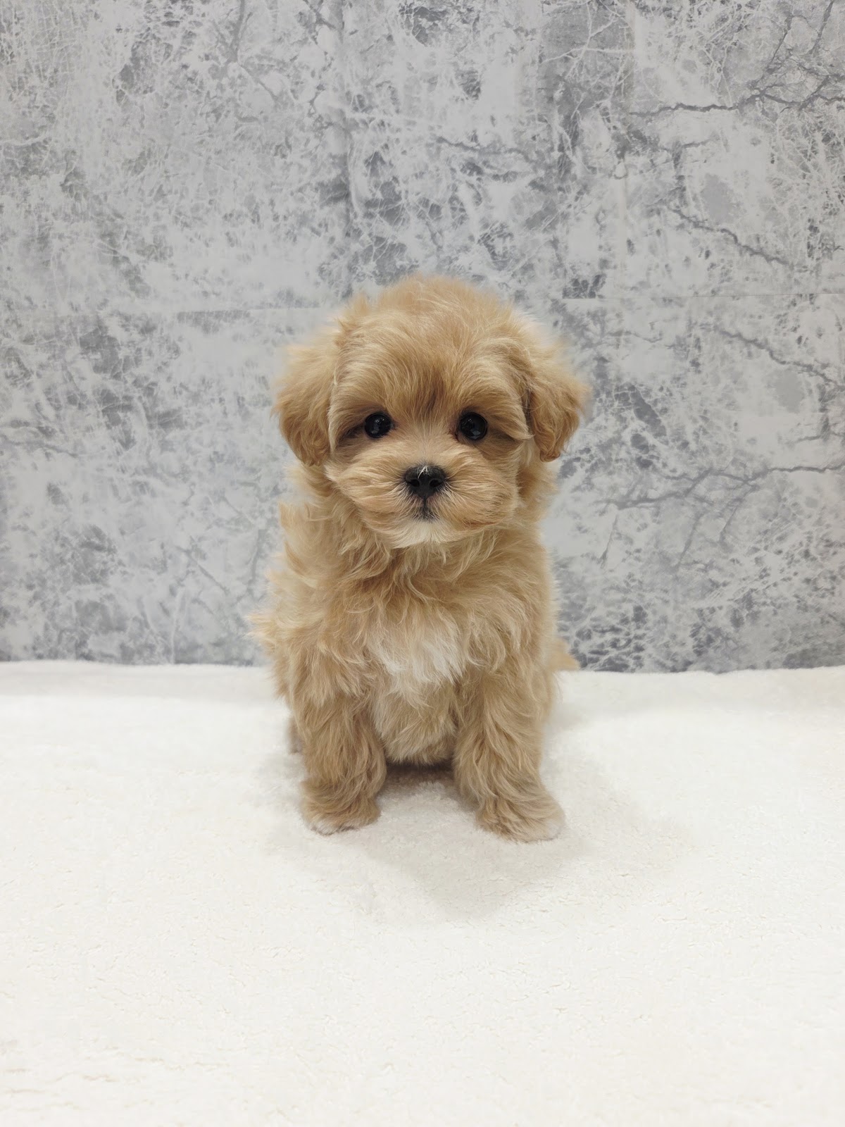 トイプードル×マルチーズ