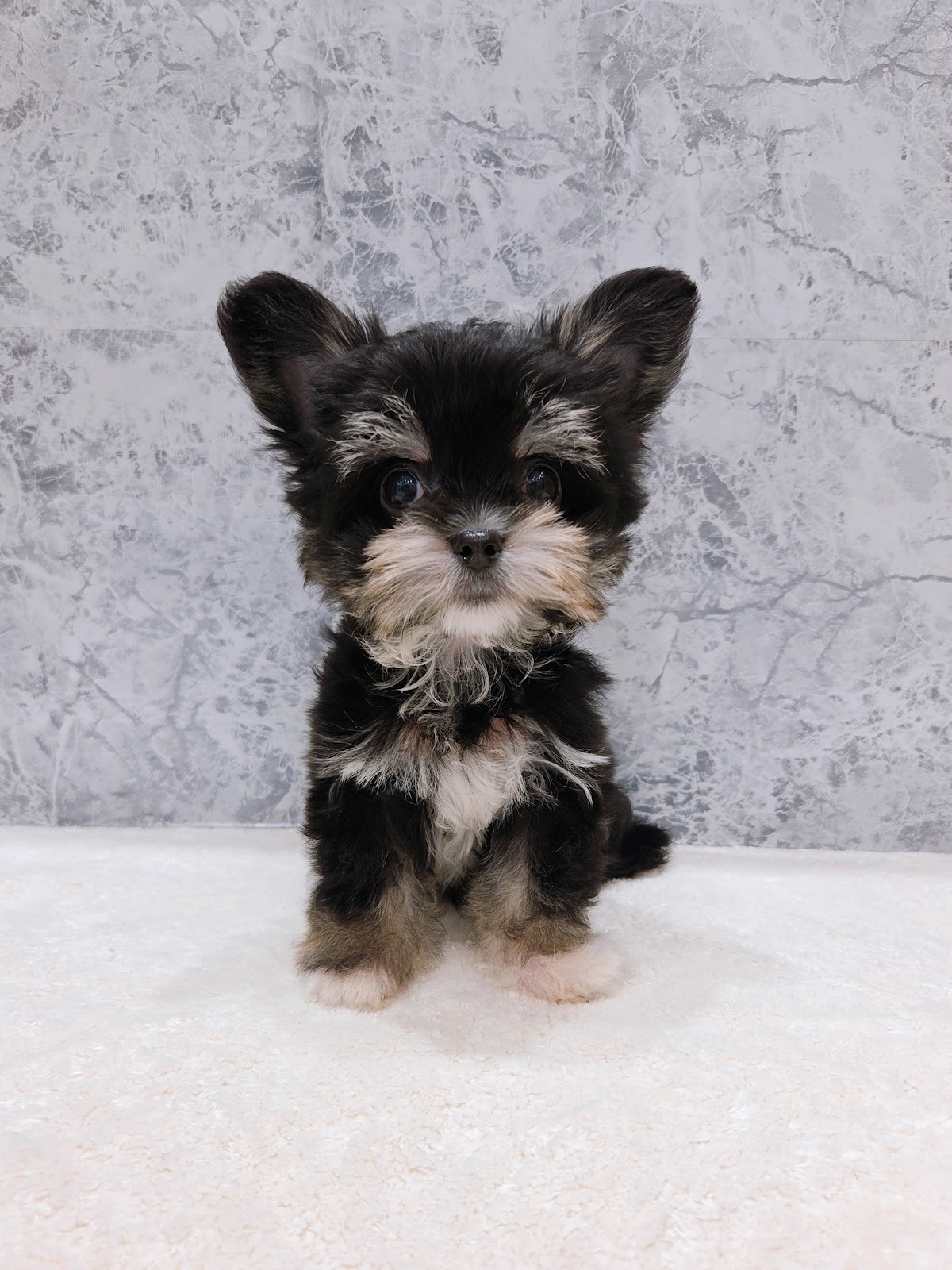 チワワ×マルチーズの写真