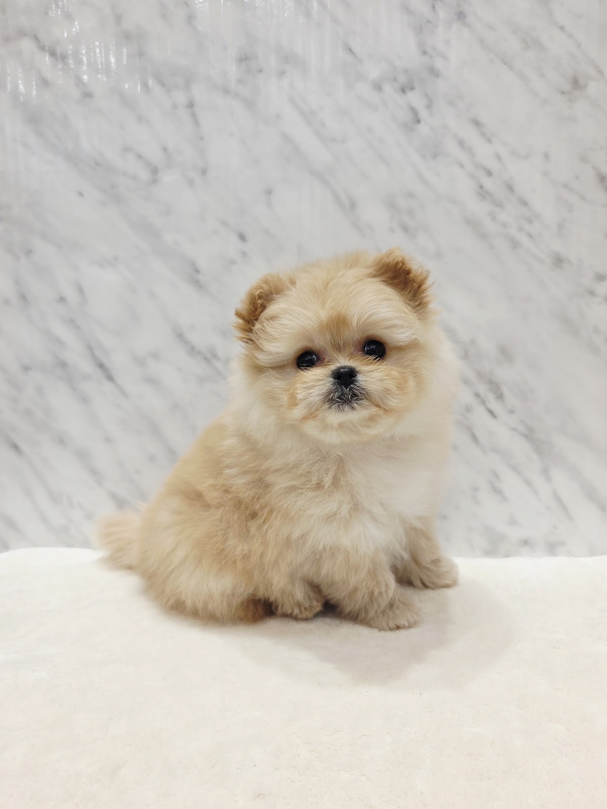 トイプードル×ポメラニアンの写真3