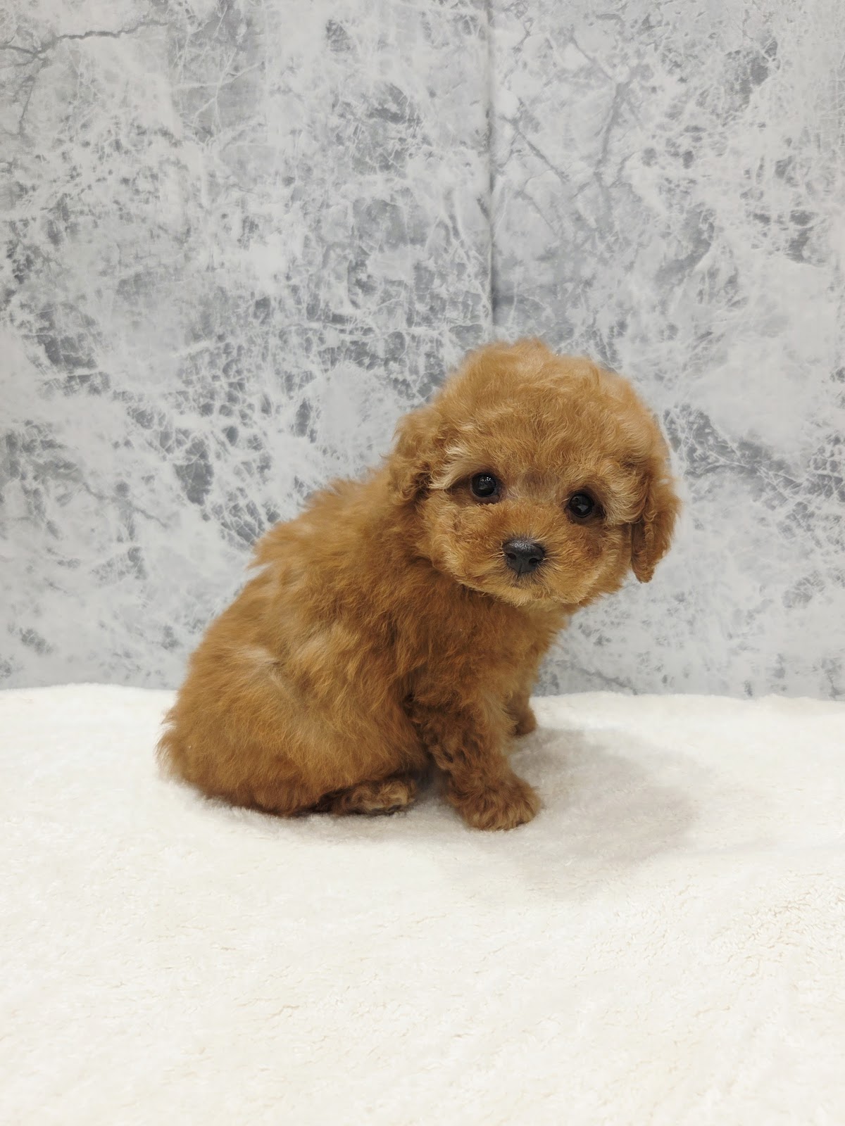 タイニープードルの写真3