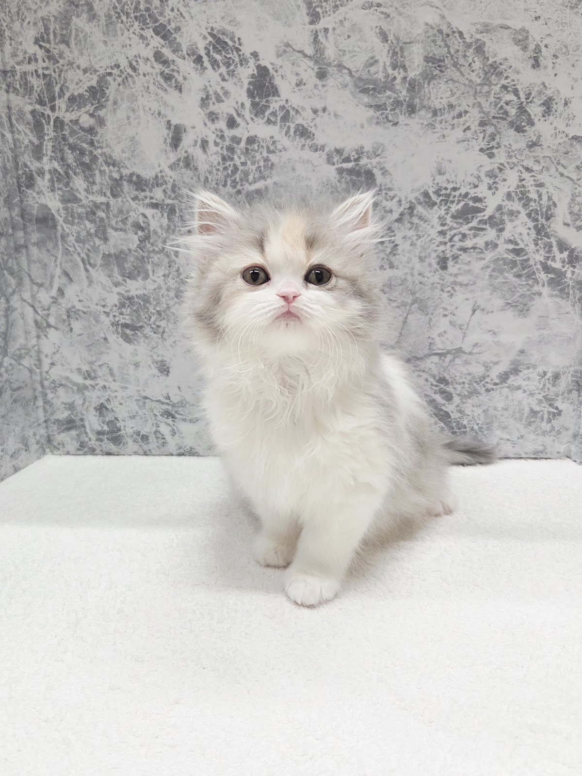 ラガマフィンの写真3