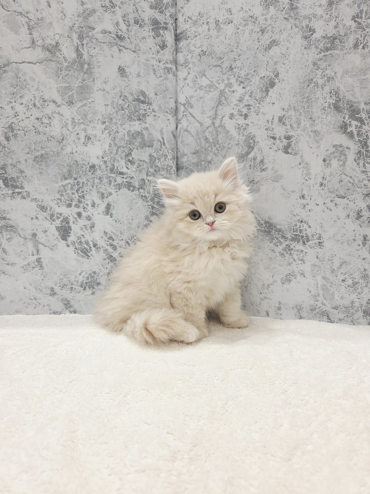 ラガマフィンの写真3