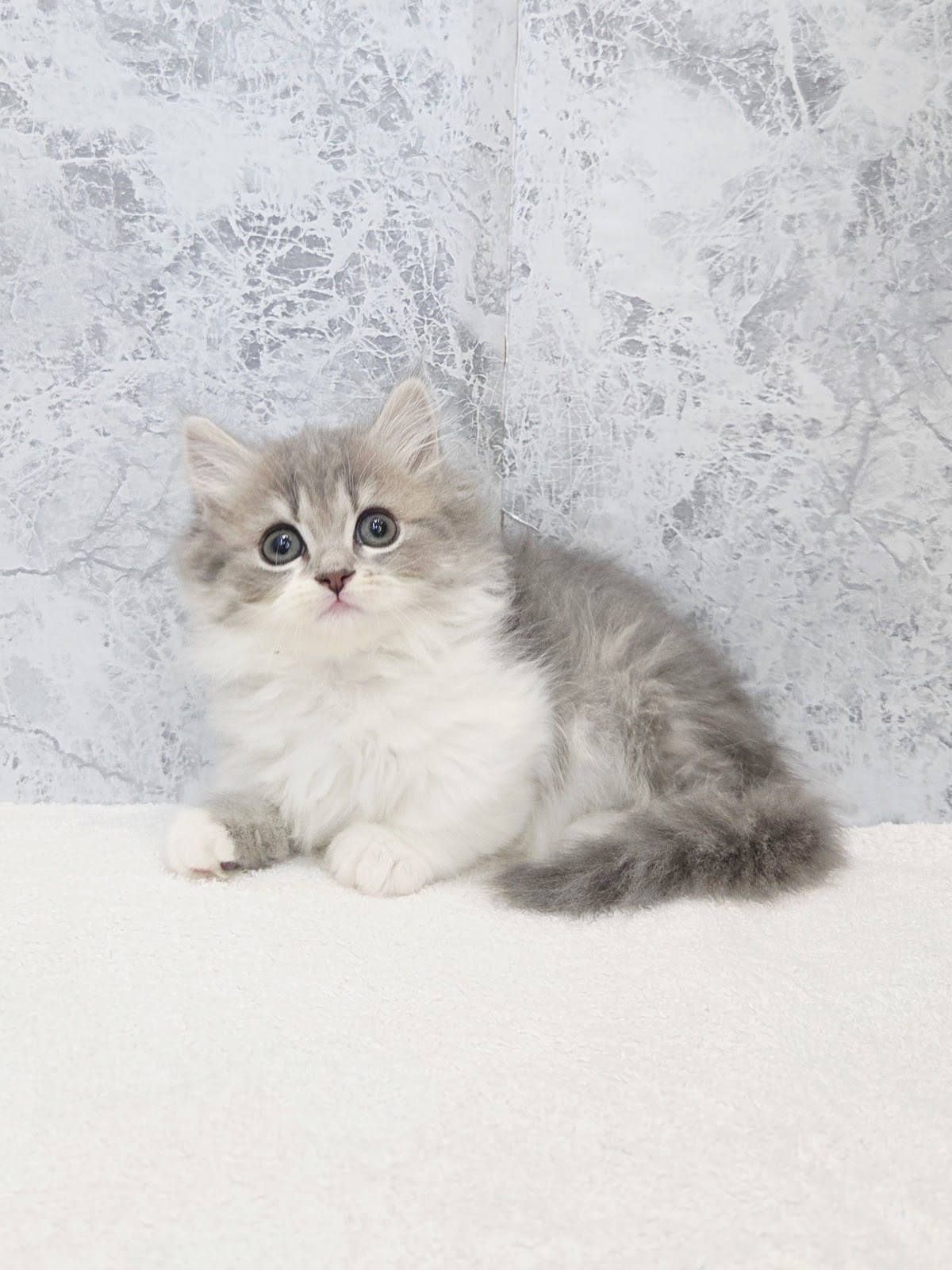 ミヌエットの写真3