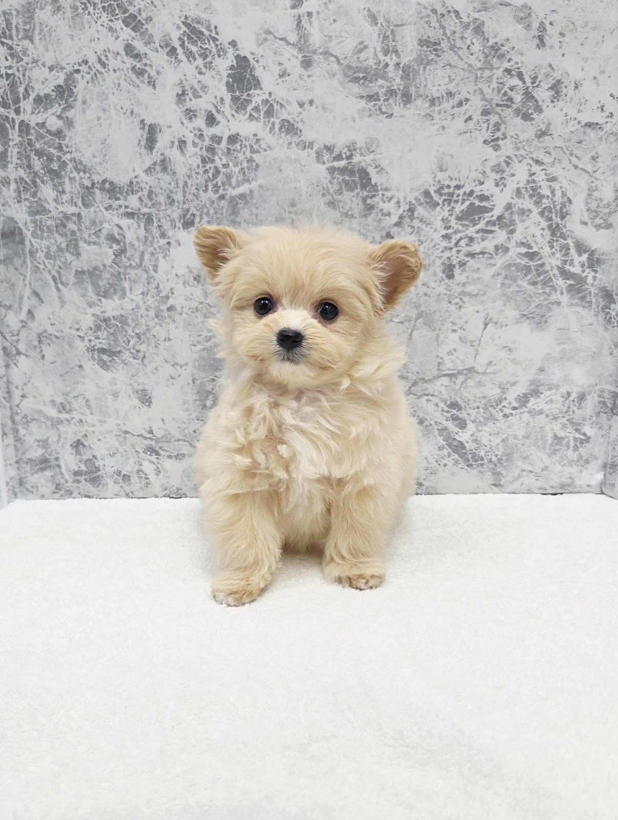 トイプードル×ポメラニアンの写真