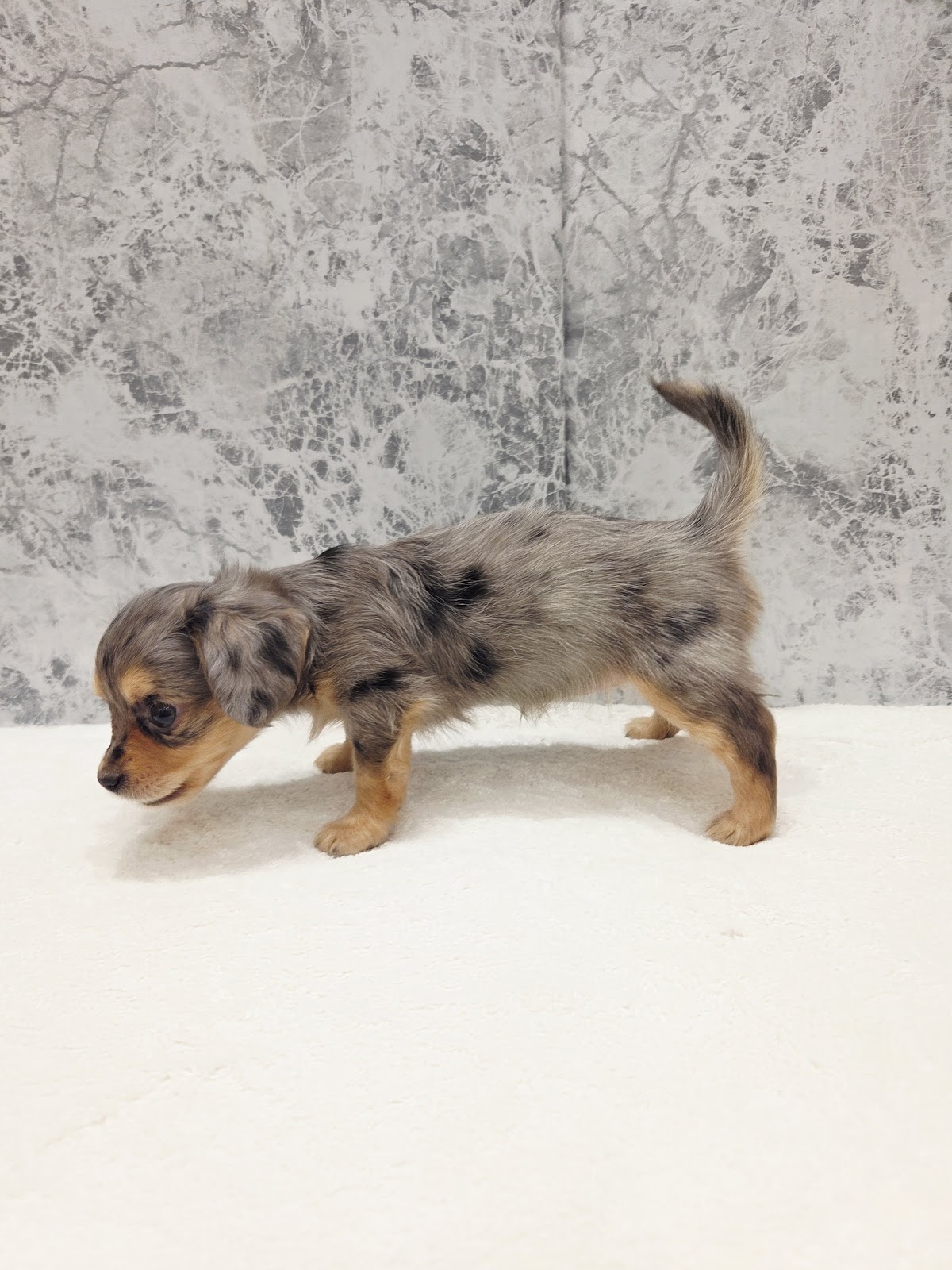 ダックスフンド×チワワの写真2