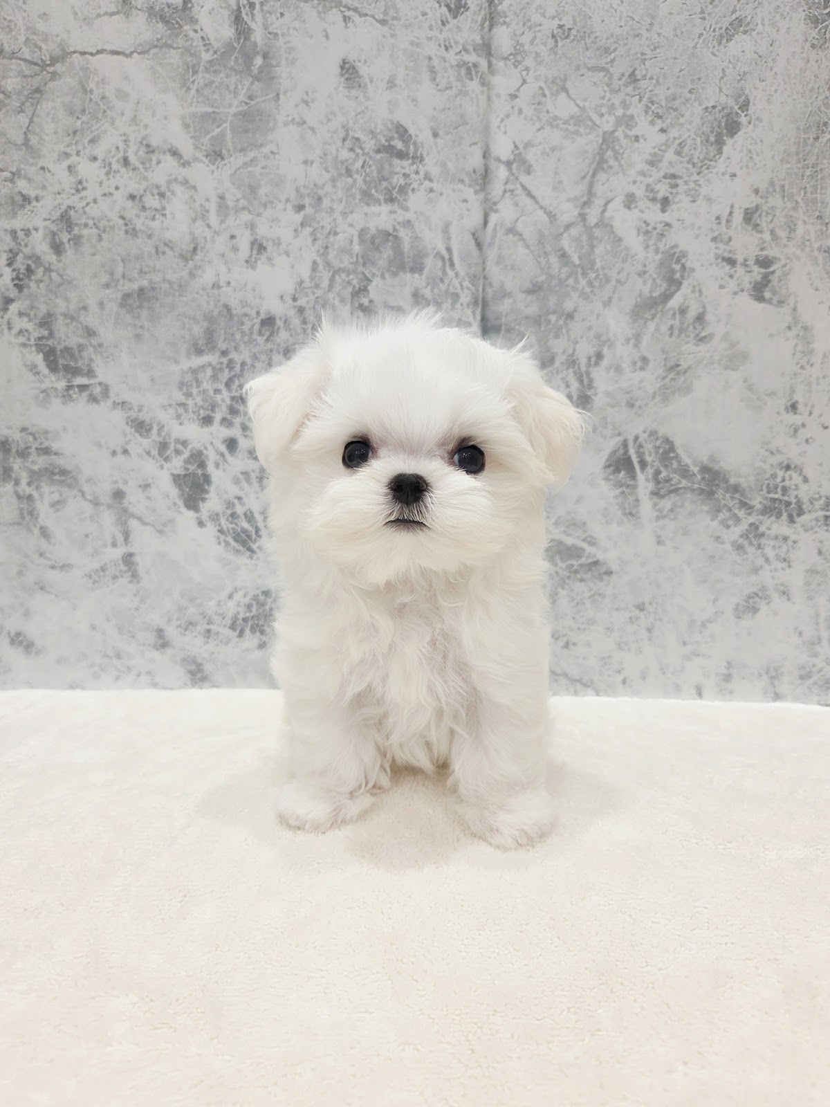 マルチーズの写真