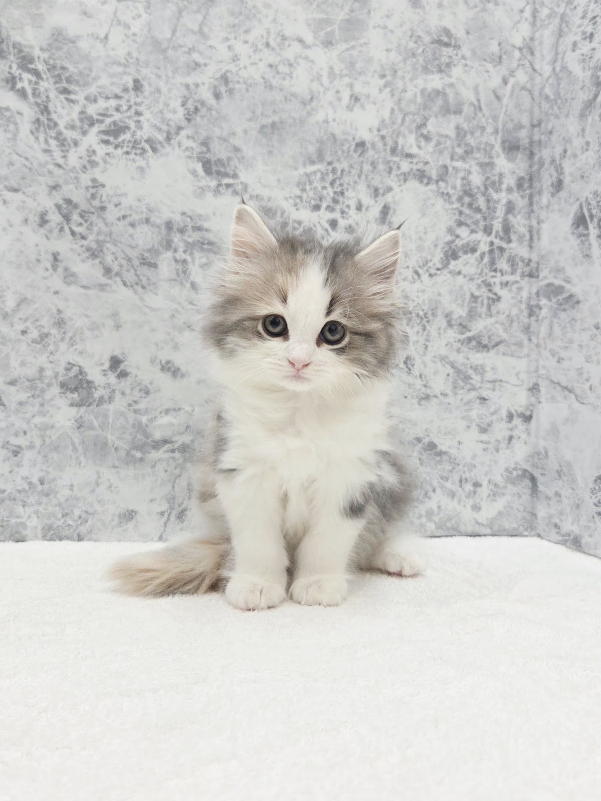 サイベリアンの写真