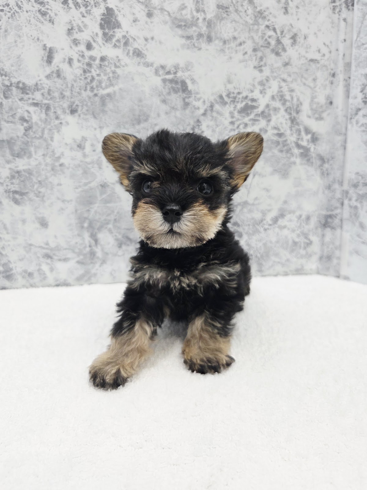 ミニチュアシュナウザー×ヨークシャーテリアの写真3