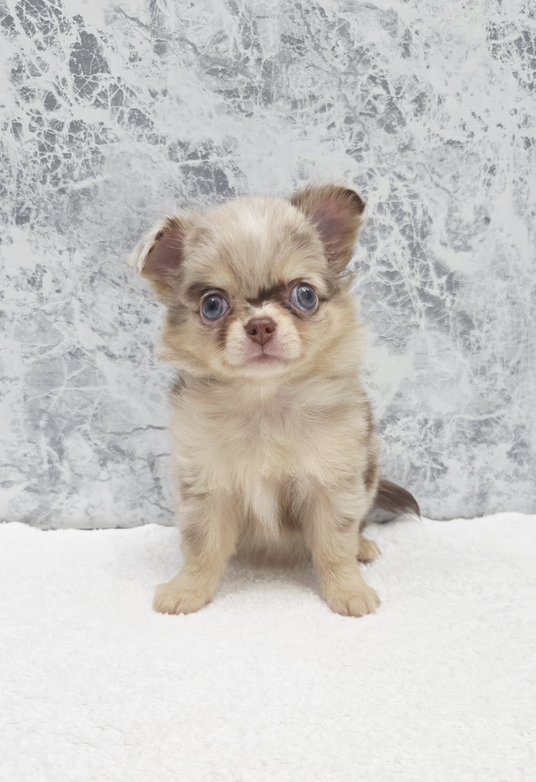 ロングコートチワワの写真