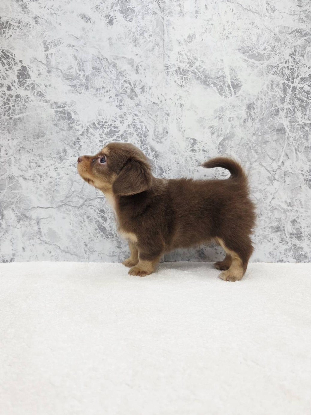 チワワ×カニーヘンダックスフンドの写真2