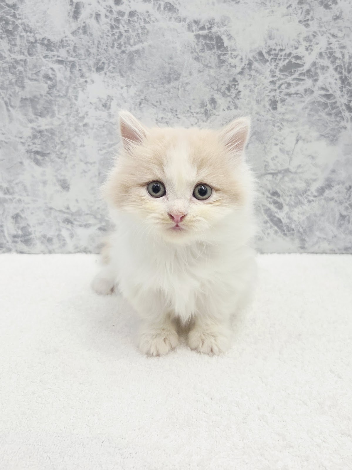 ミヌエットの写真