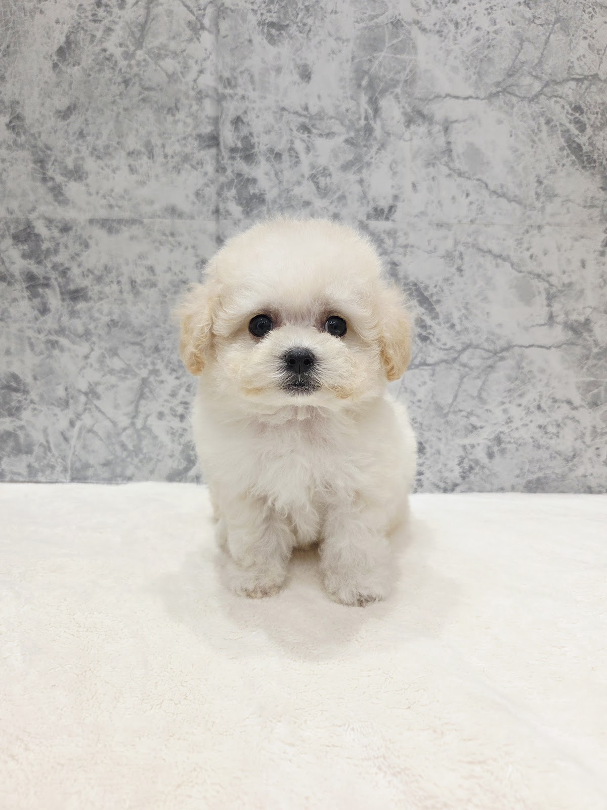 ビションフリーゼ×トイプードルの写真