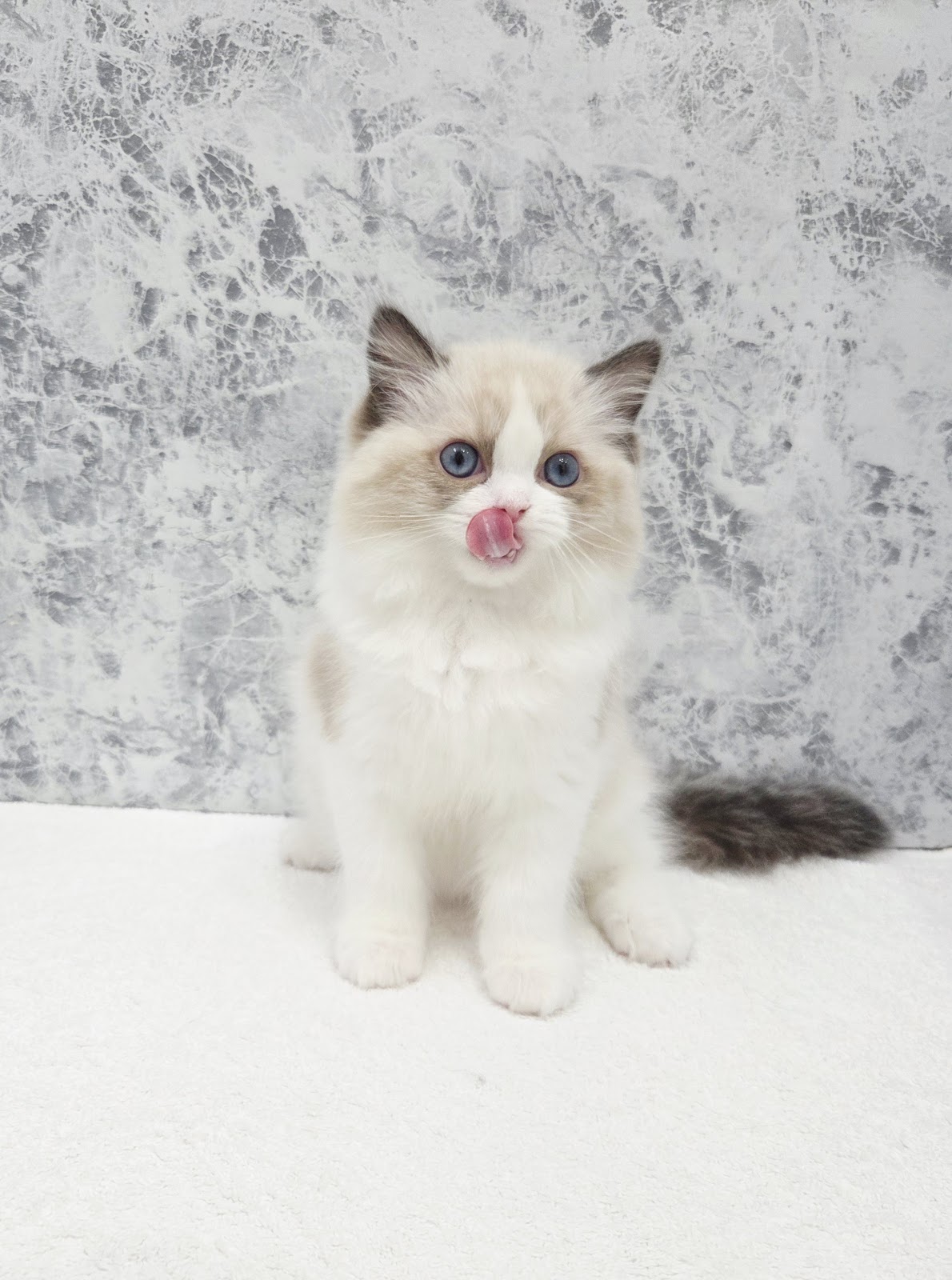 ラグドールの写真3