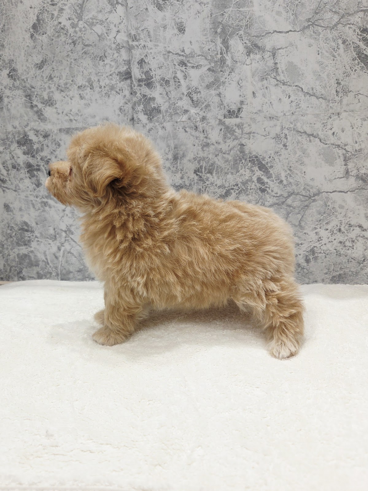 トイプードル×マルチーズの写真2