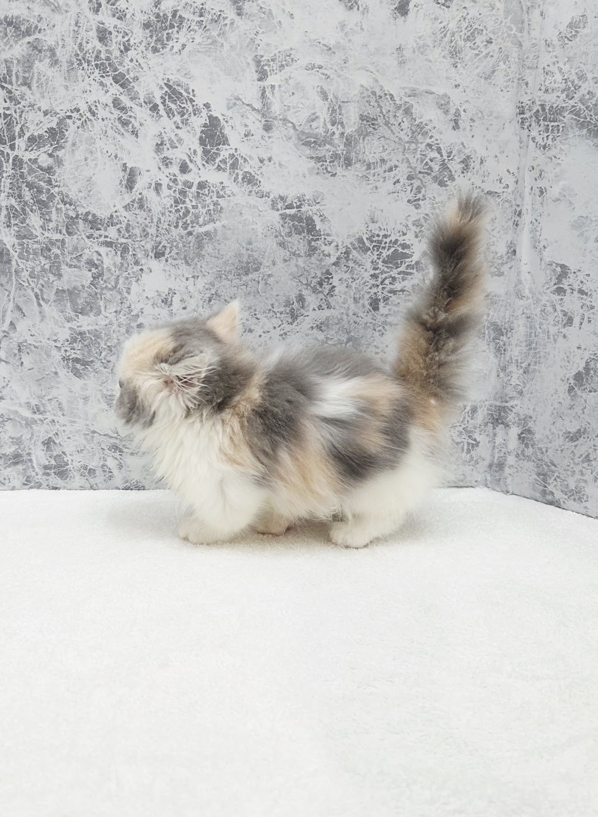 ミヌエットの写真2