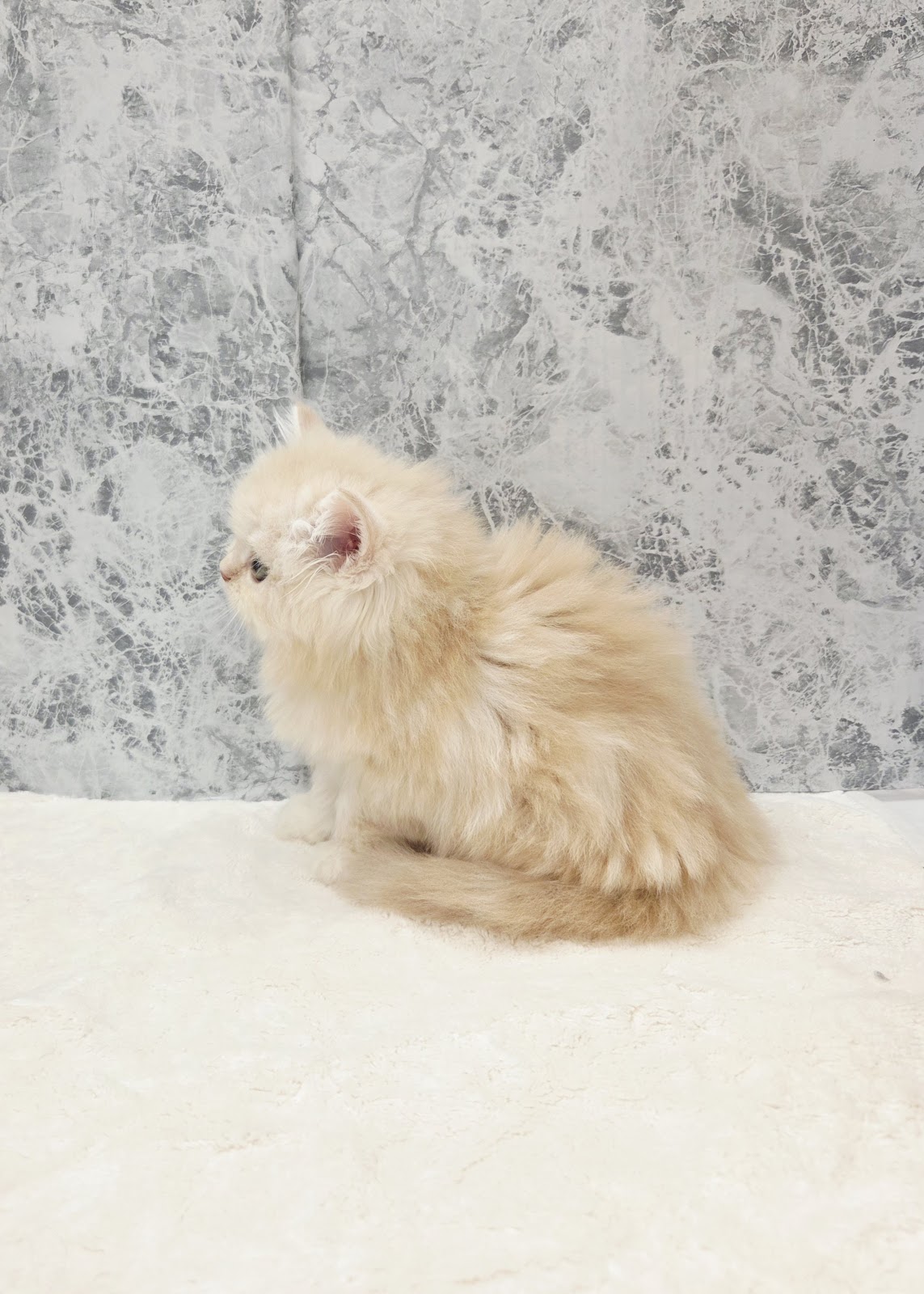 ラガマフィンの写真2