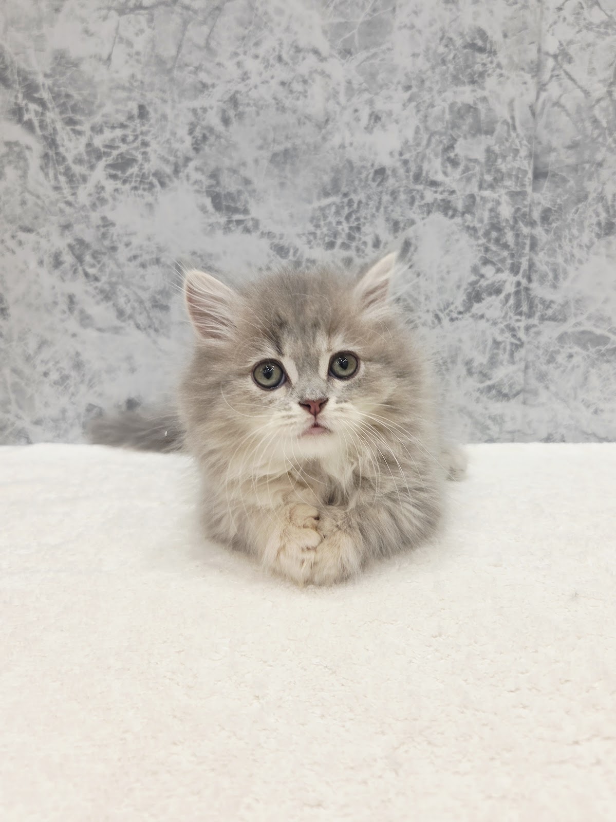 ミヌエットの写真