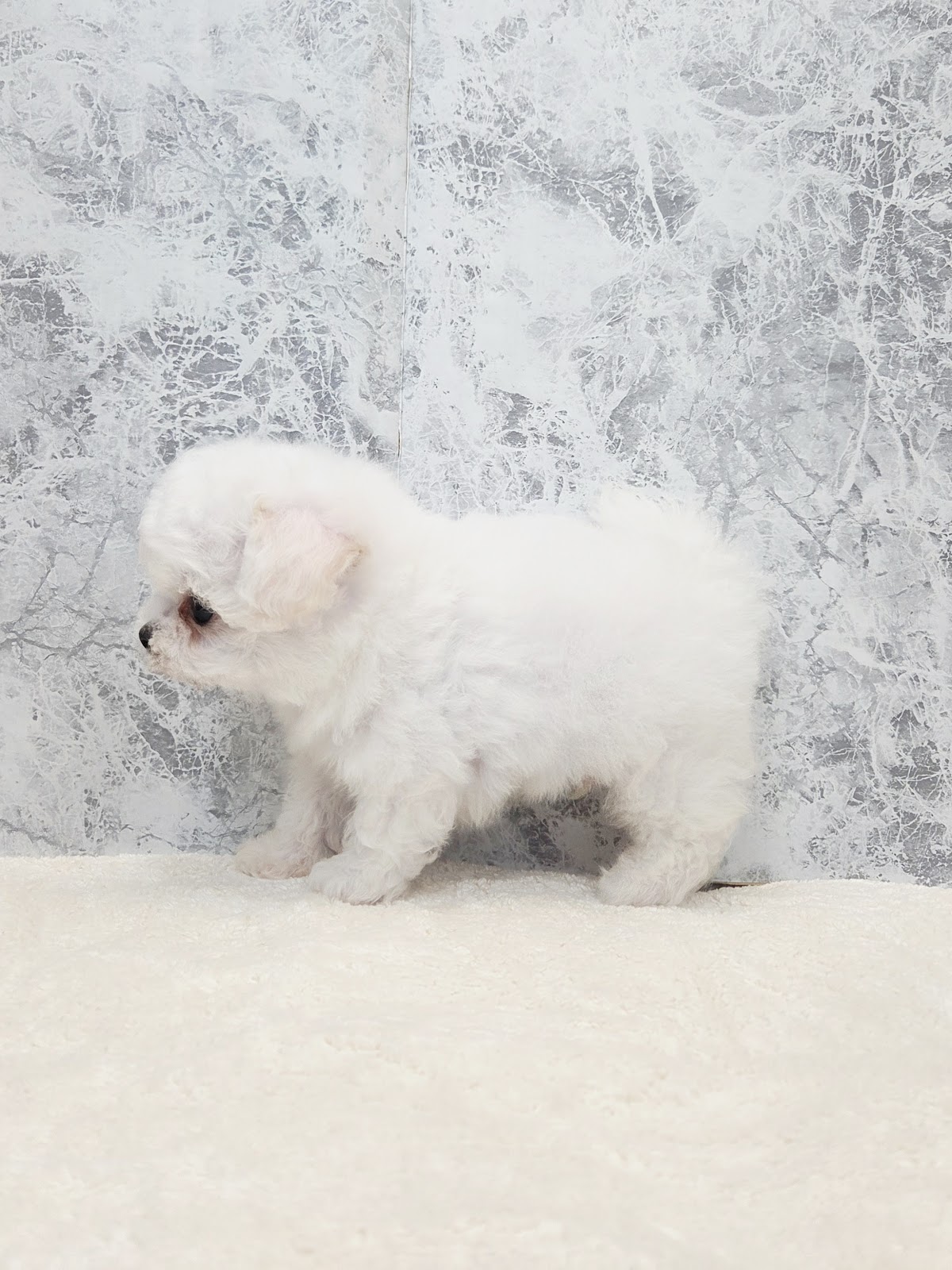 ビションフリーゼの写真2