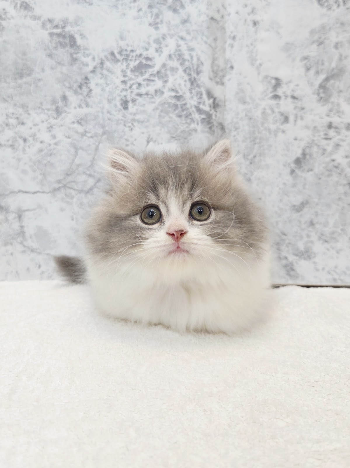 マンチカンの写真