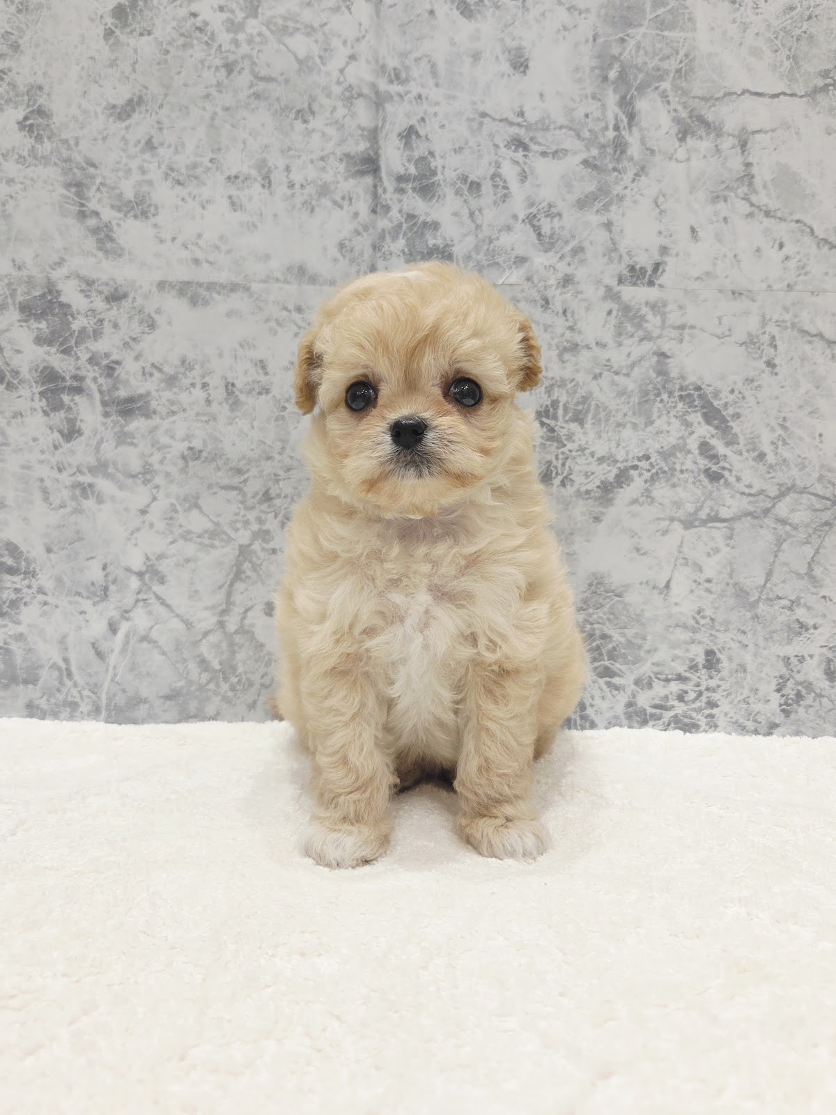 トイプードル×チワワの写真