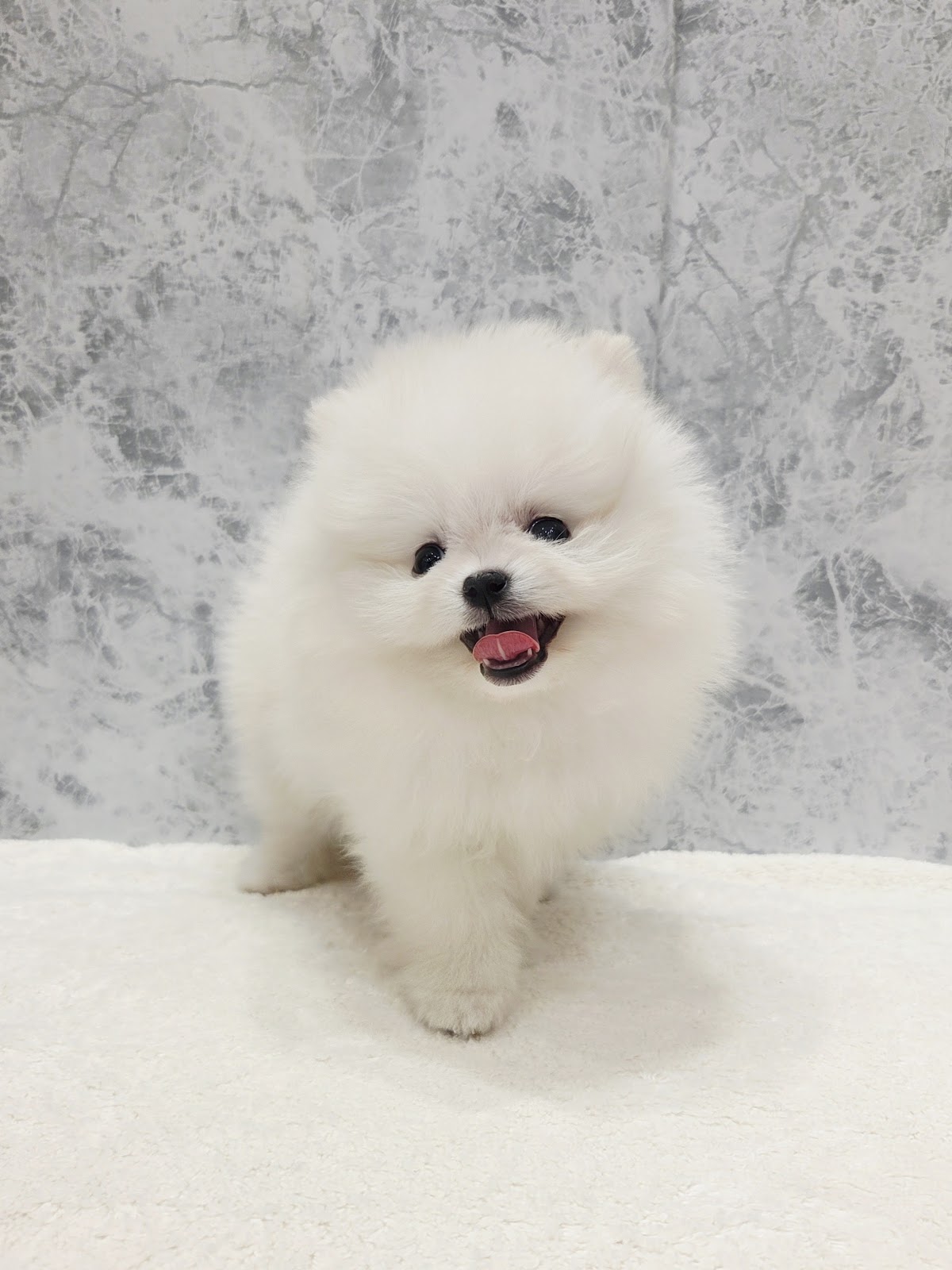 ポメラニアンの写真3