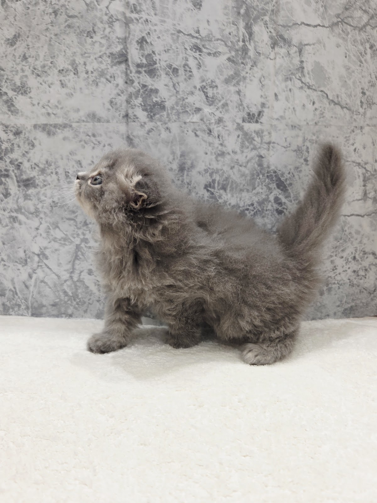 スコティッシュ・フォールドの写真2